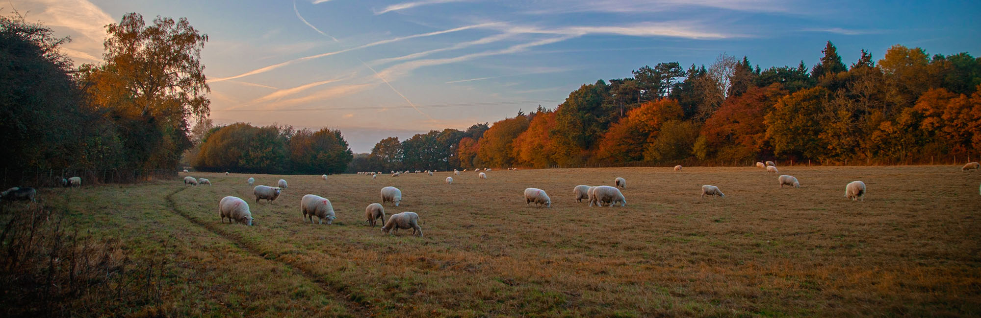 Producer spotlight: Farm Butchers