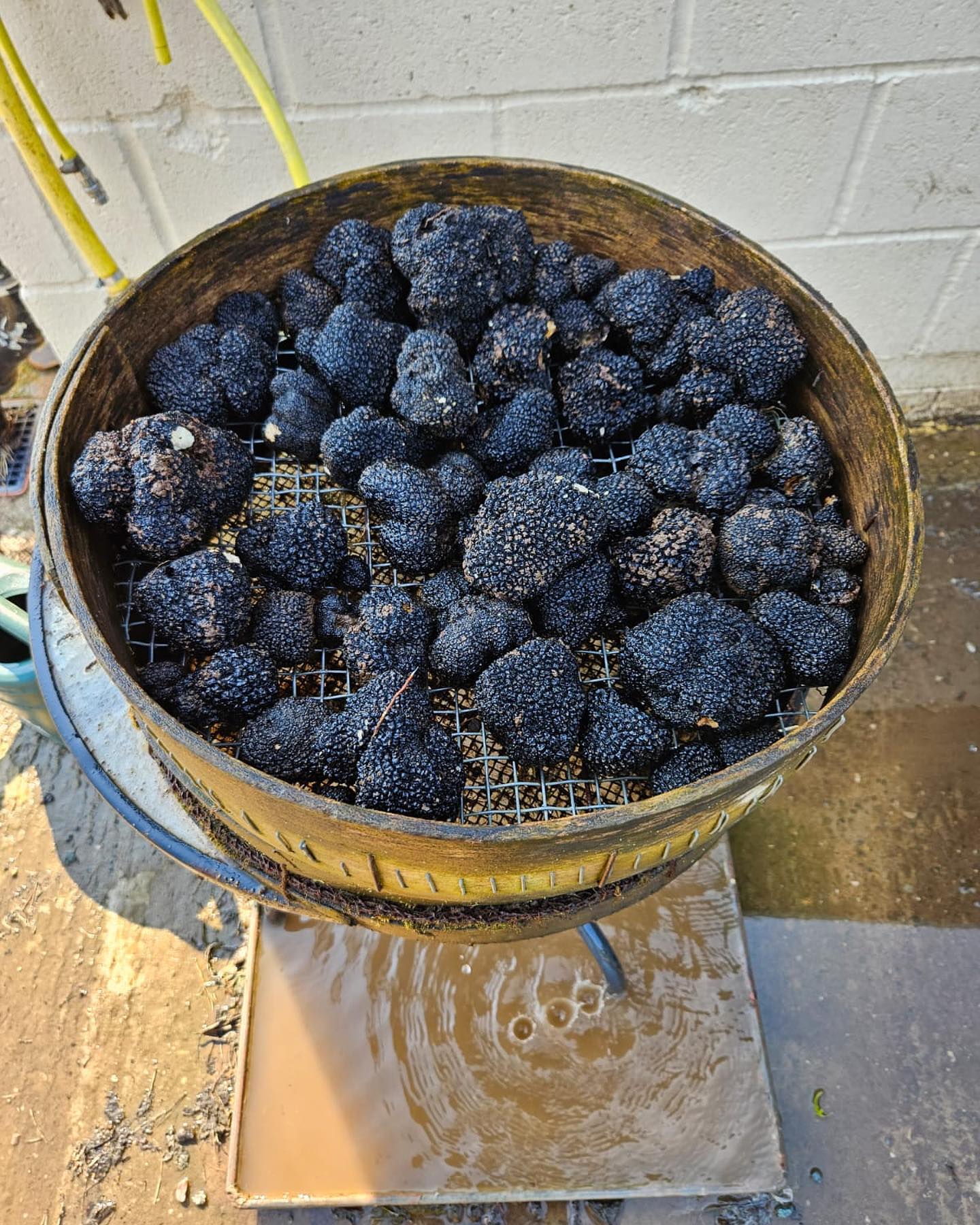 Producer spotlight: Shropshire Truffles