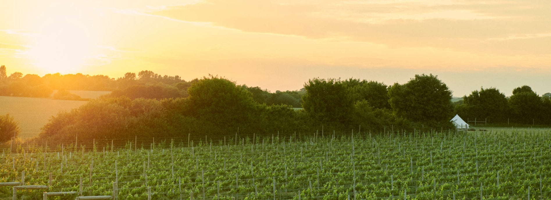 Ark Wines