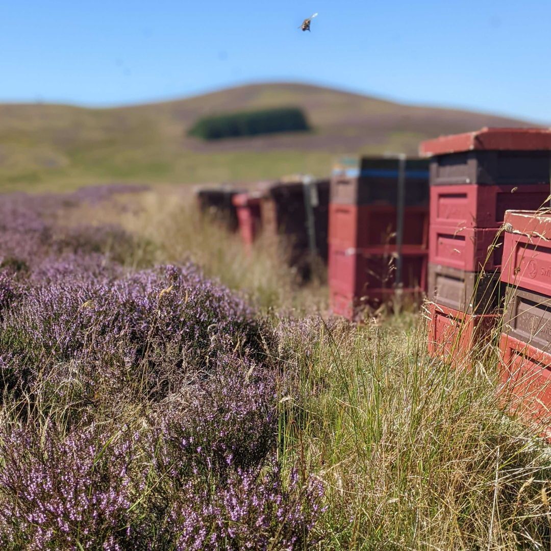 The Scottish Bee Company