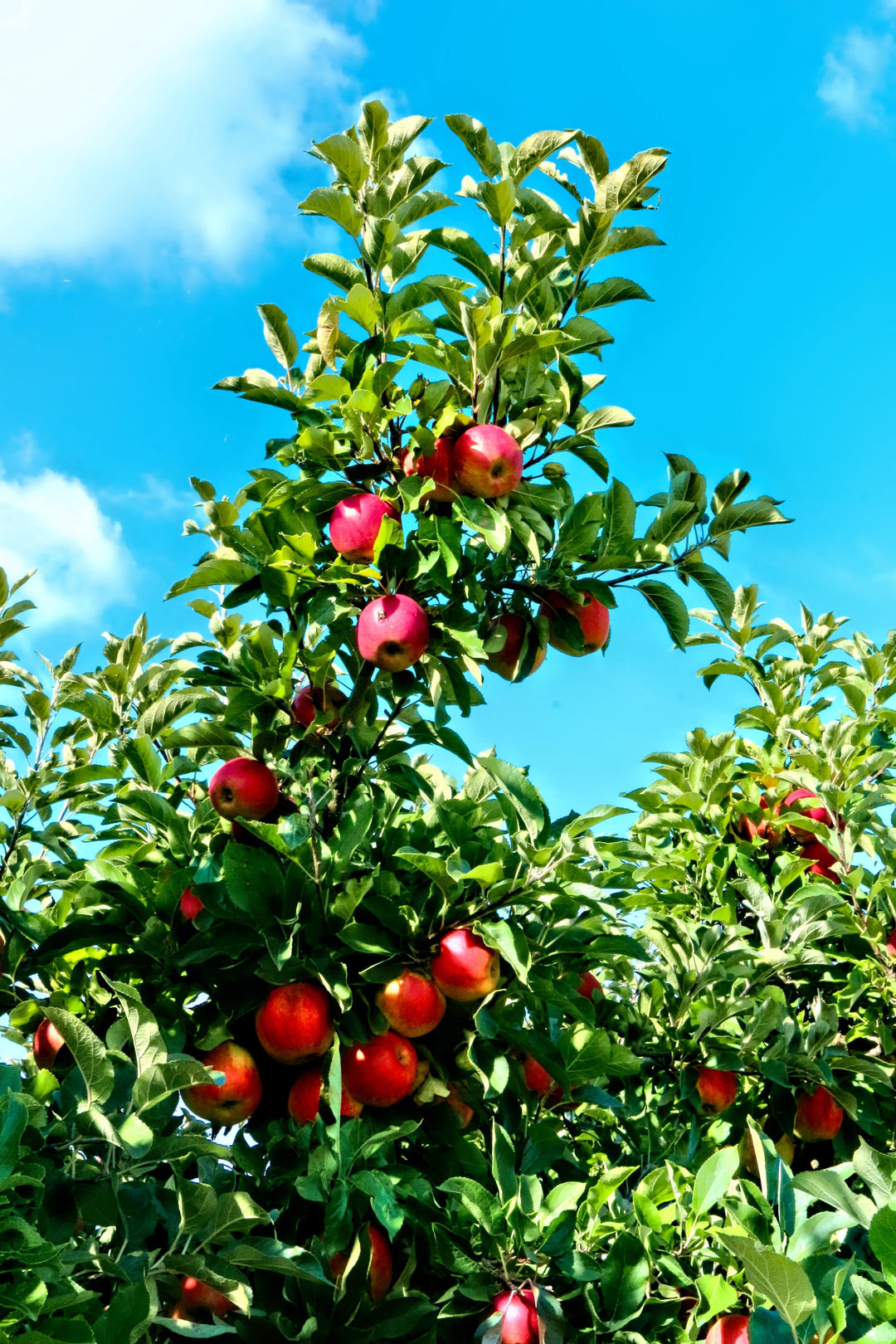 Harry's Cider - Tour & Tasting - Somerset