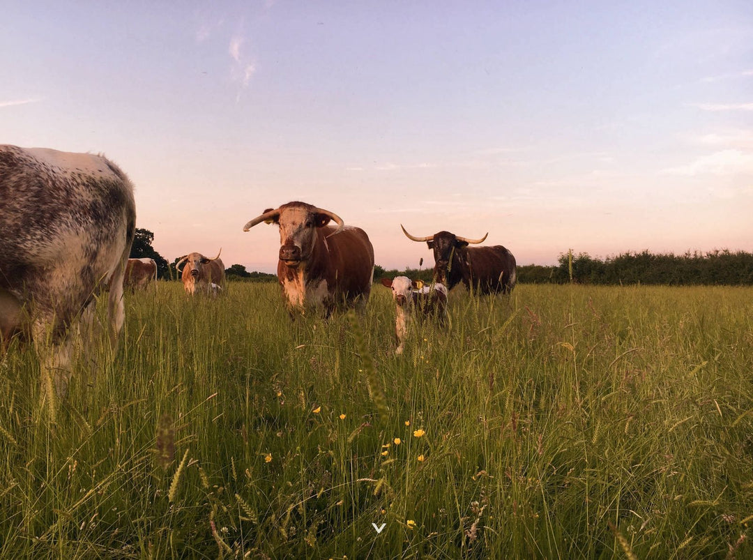 Producer spotlight: introducing Hampton Gay Farm