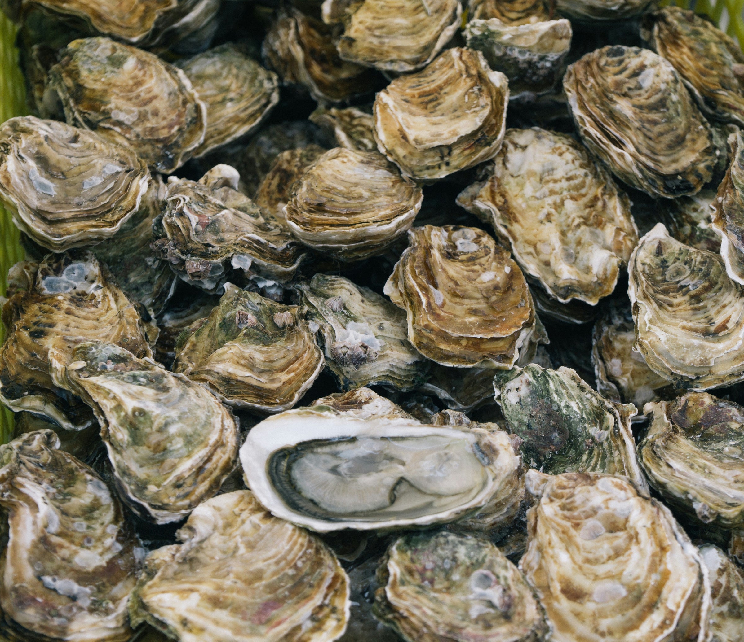 Fresh Seafood