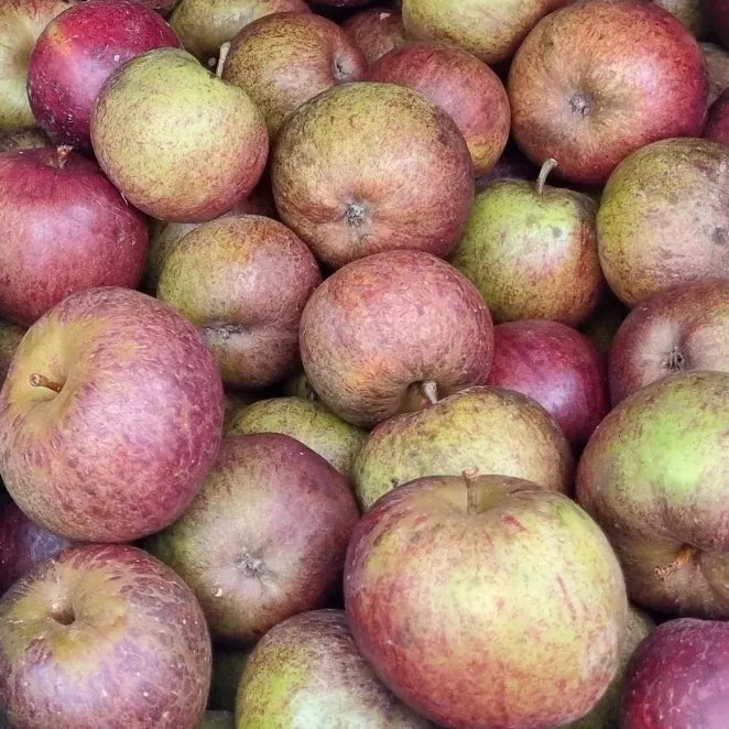 Lion's Mane Mushroom Brightening Tea with Welsh Heritage Apple & Cinnamon - Pack of 10