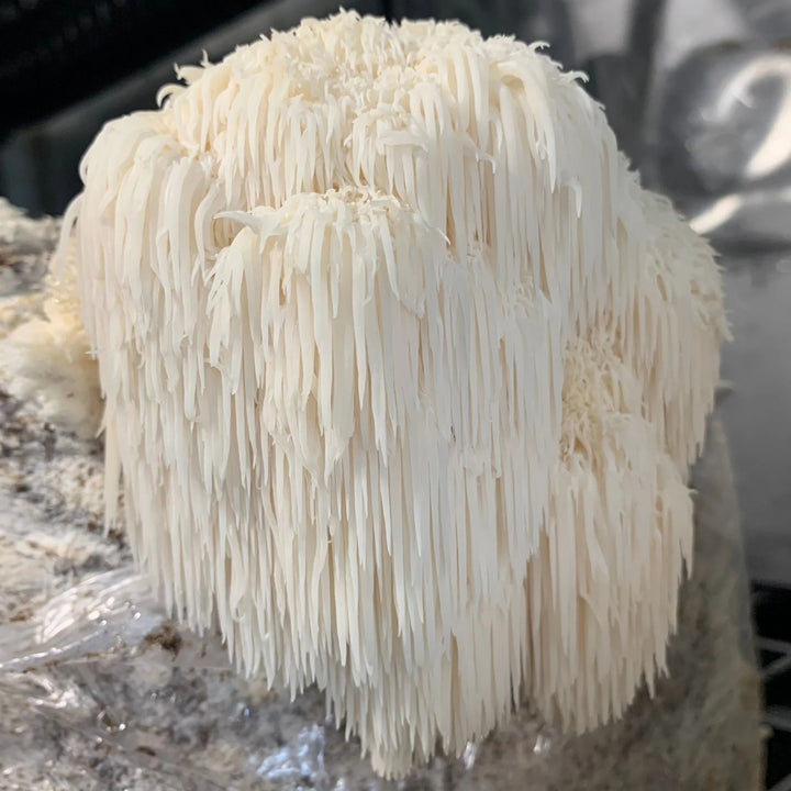 Lion's Mane Mushroom Brightening Tea with Welsh Heritage Apple & Cinnamon - Pack of 10