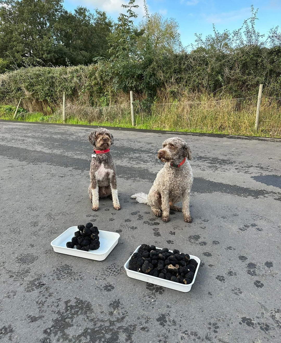 Fresh Whole Black Truffles